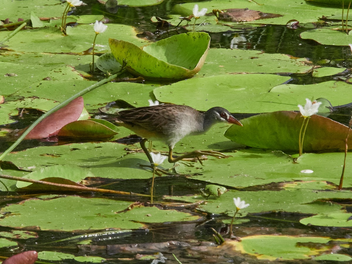 白眉秧雞 - ML646025303