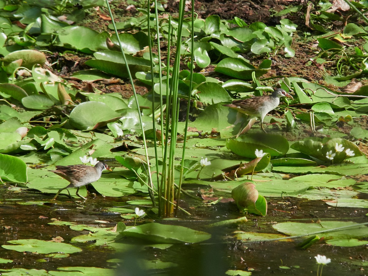 白眉秧雞 - ML646025304