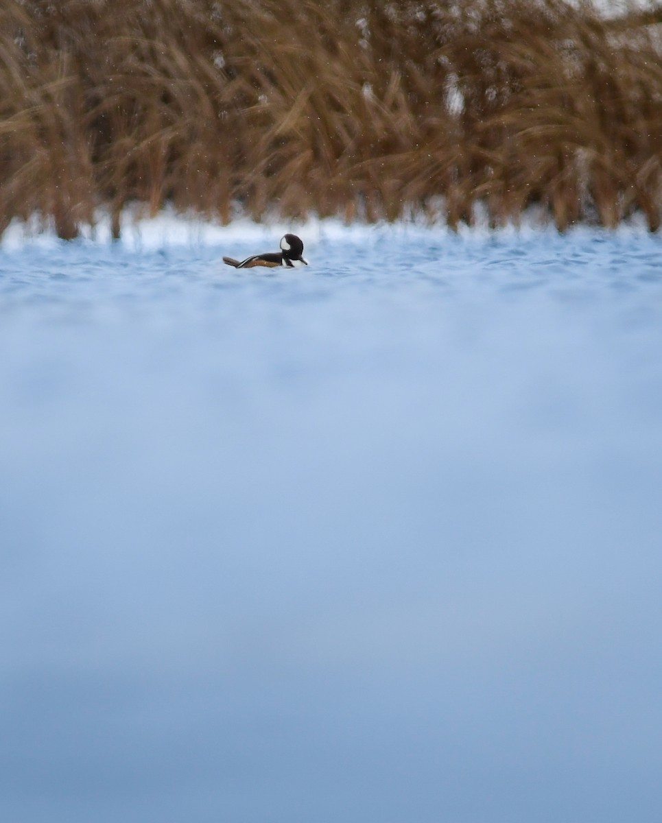 Hooded Merganser - ML646025305