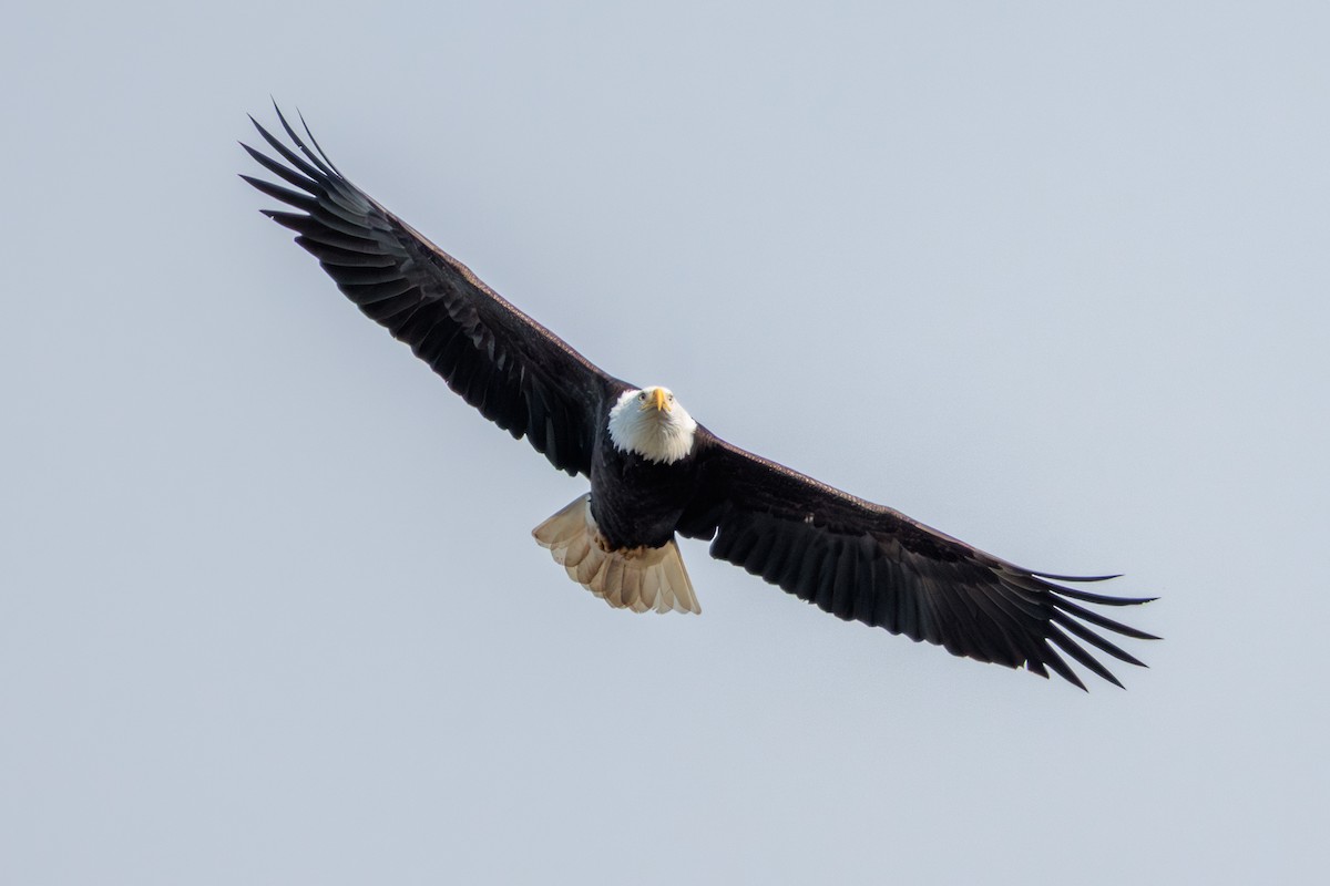 Bald Eagle - ML646025323