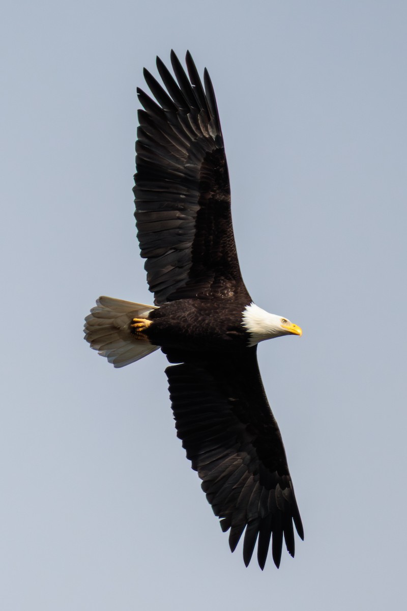 Bald Eagle - ML646025324