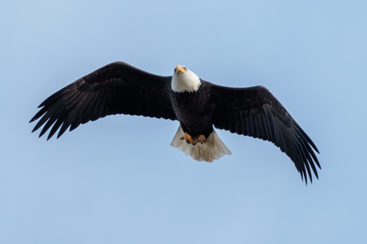 Bald Eagle - ML646025325