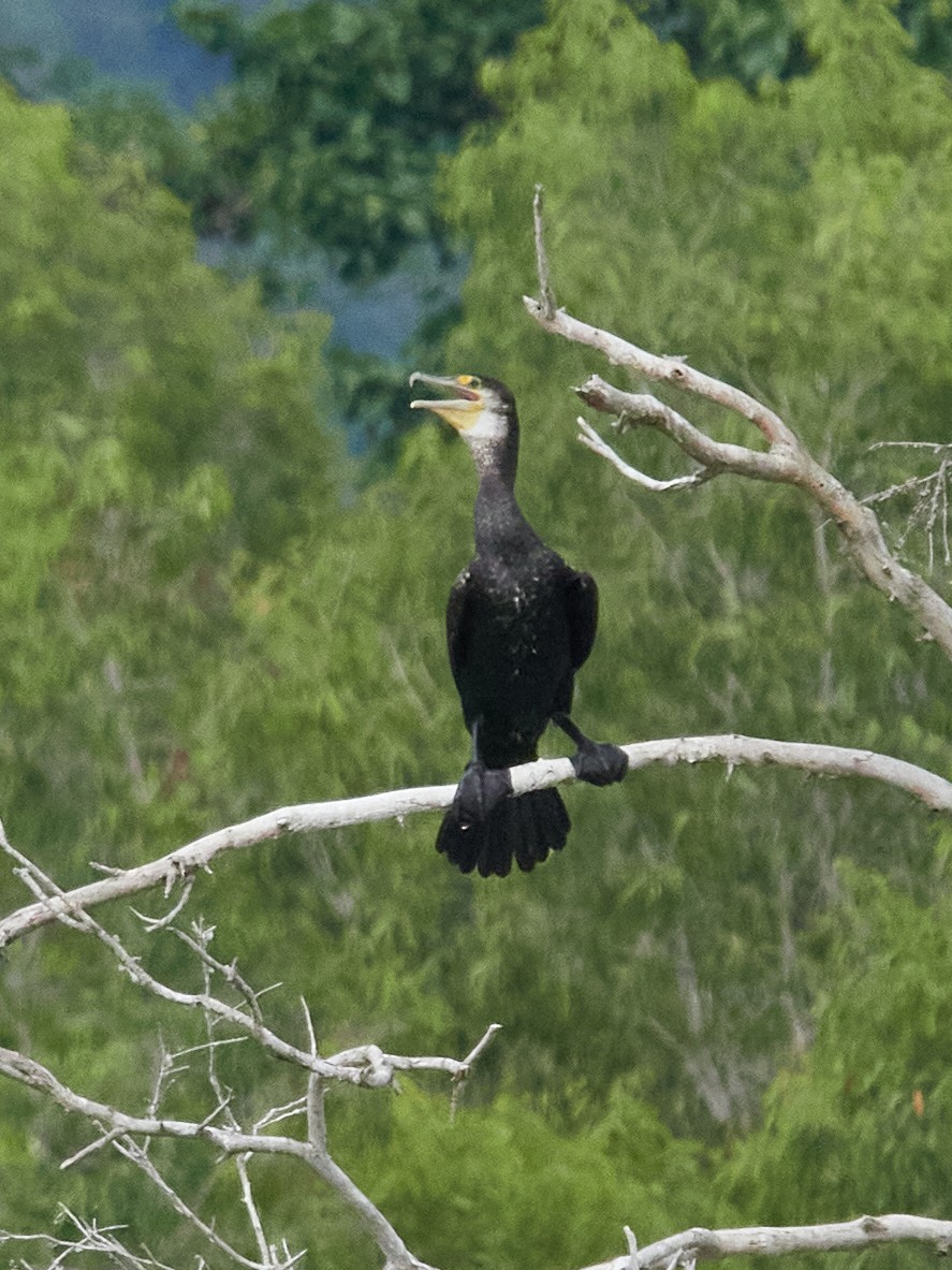 Great Cormorant - ML646025330