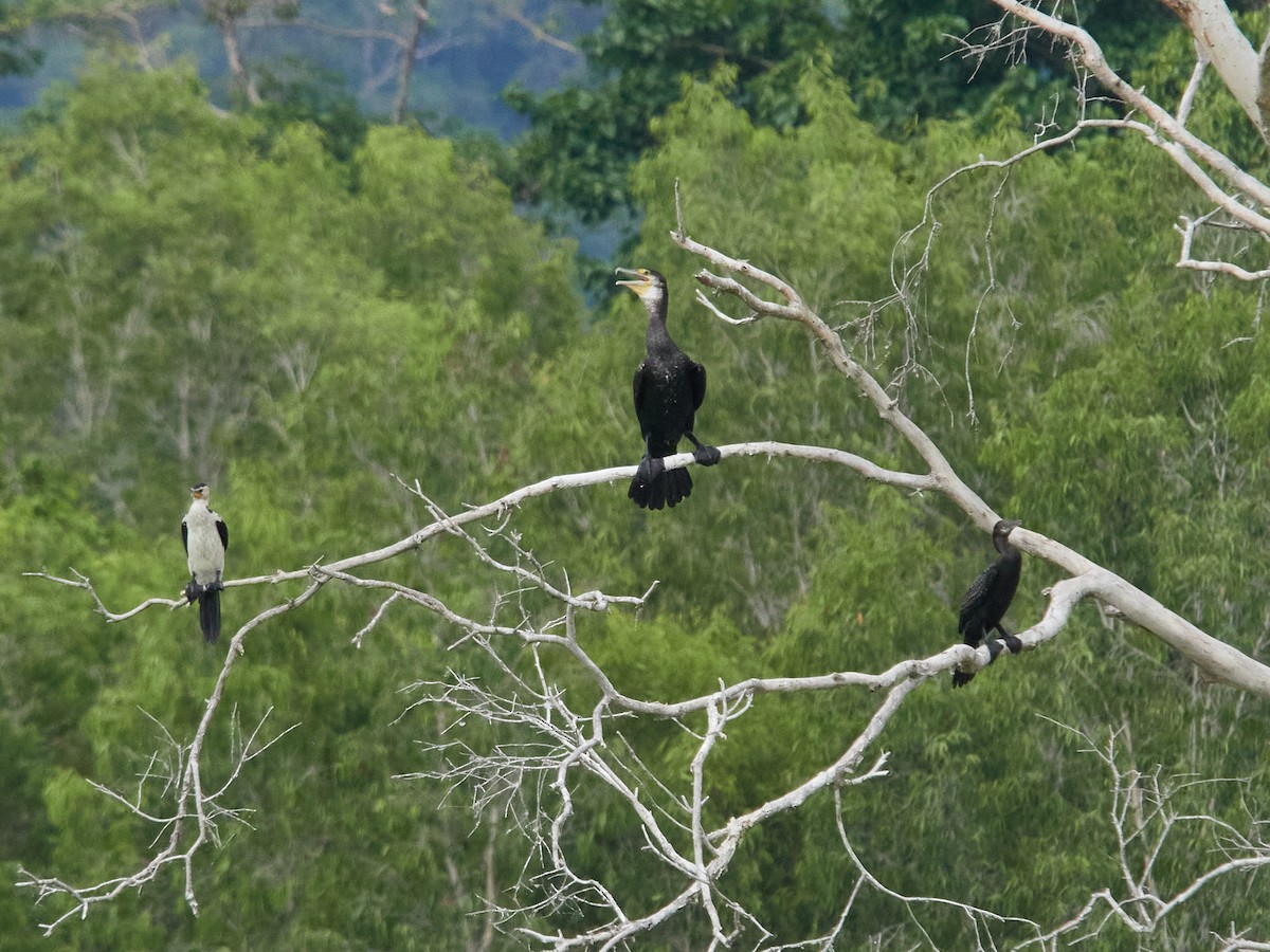 Great Cormorant - ML646025331