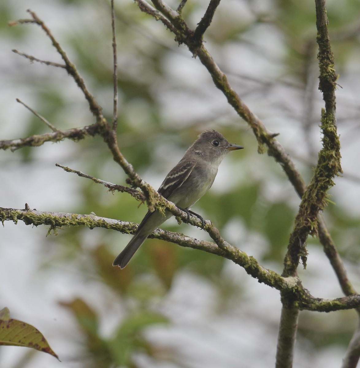 Western/Eastern Wood-Pewee - ML646025333