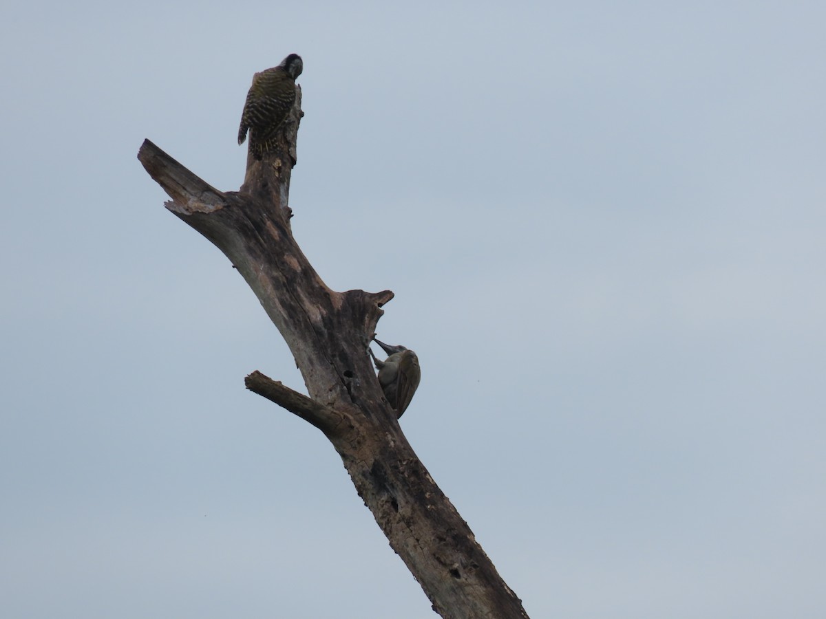 Cardinal Woodpecker - ML646025334