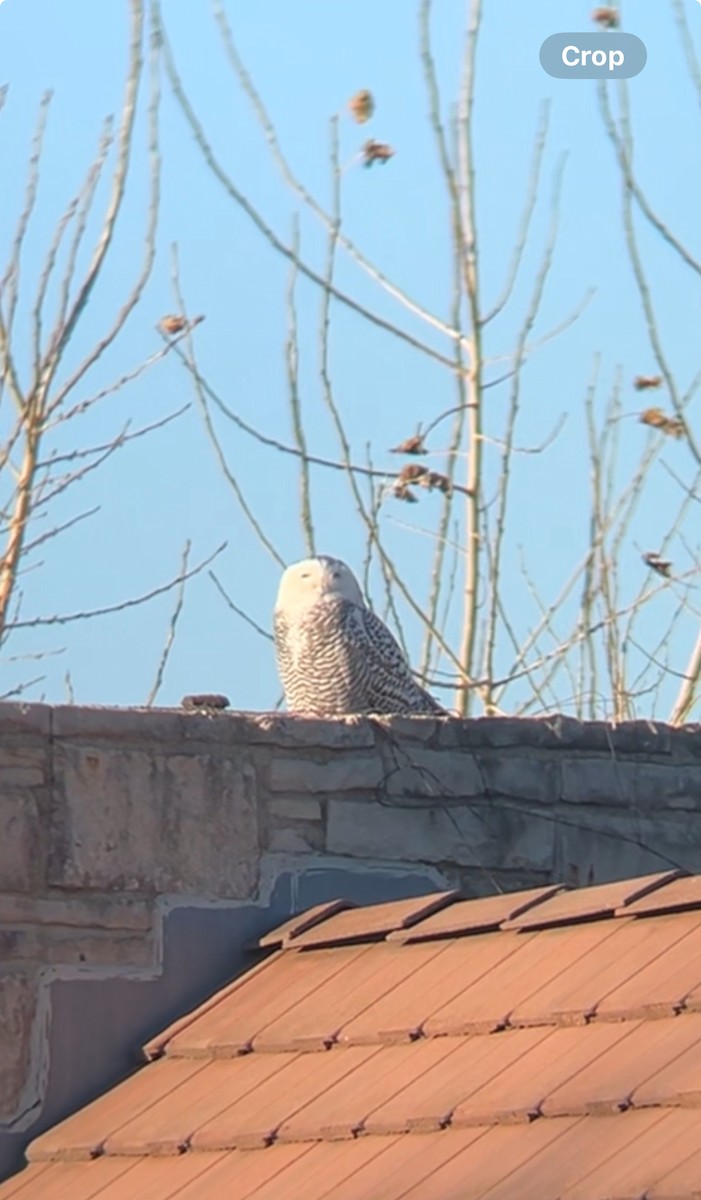 לילית שלג - ML646025335