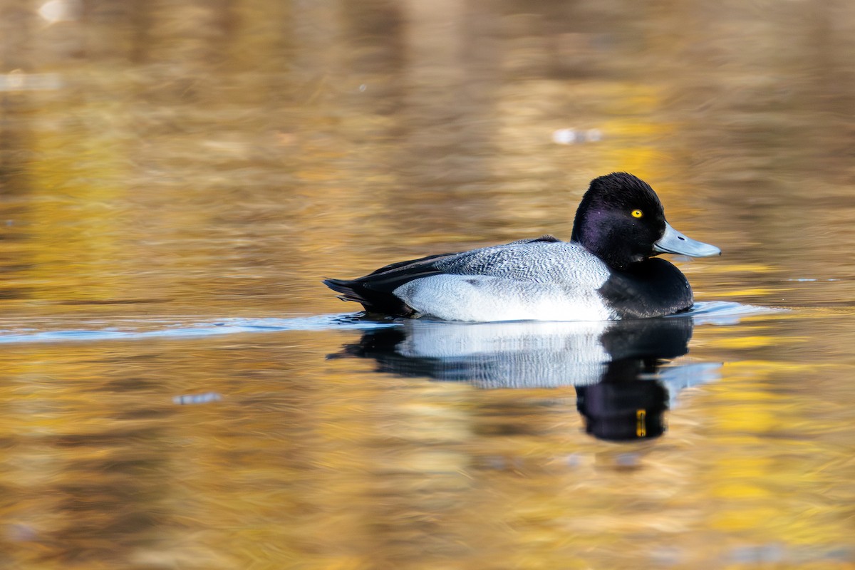 Lesser Scaup - ML646025336