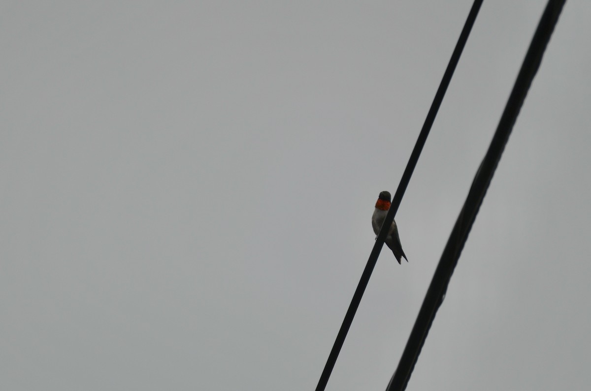 Рубиновогорлый колибри - ML646025337