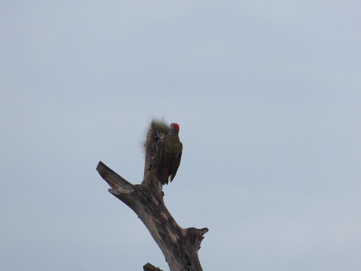 Cardinal Woodpecker - ML646025339