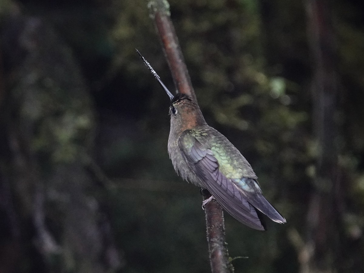 Green-fronted Lancebill - ML646025343