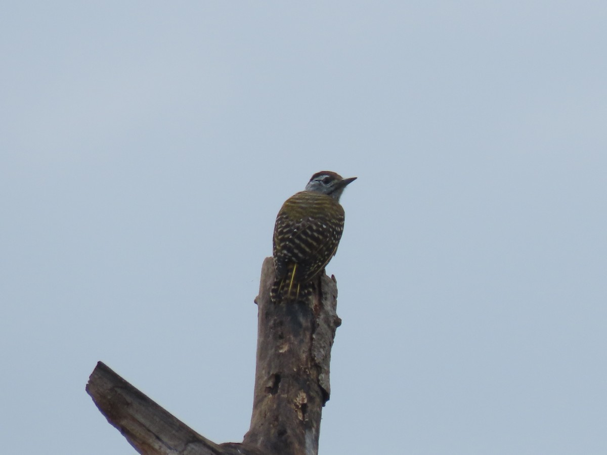Cardinal Woodpecker - ML646025345