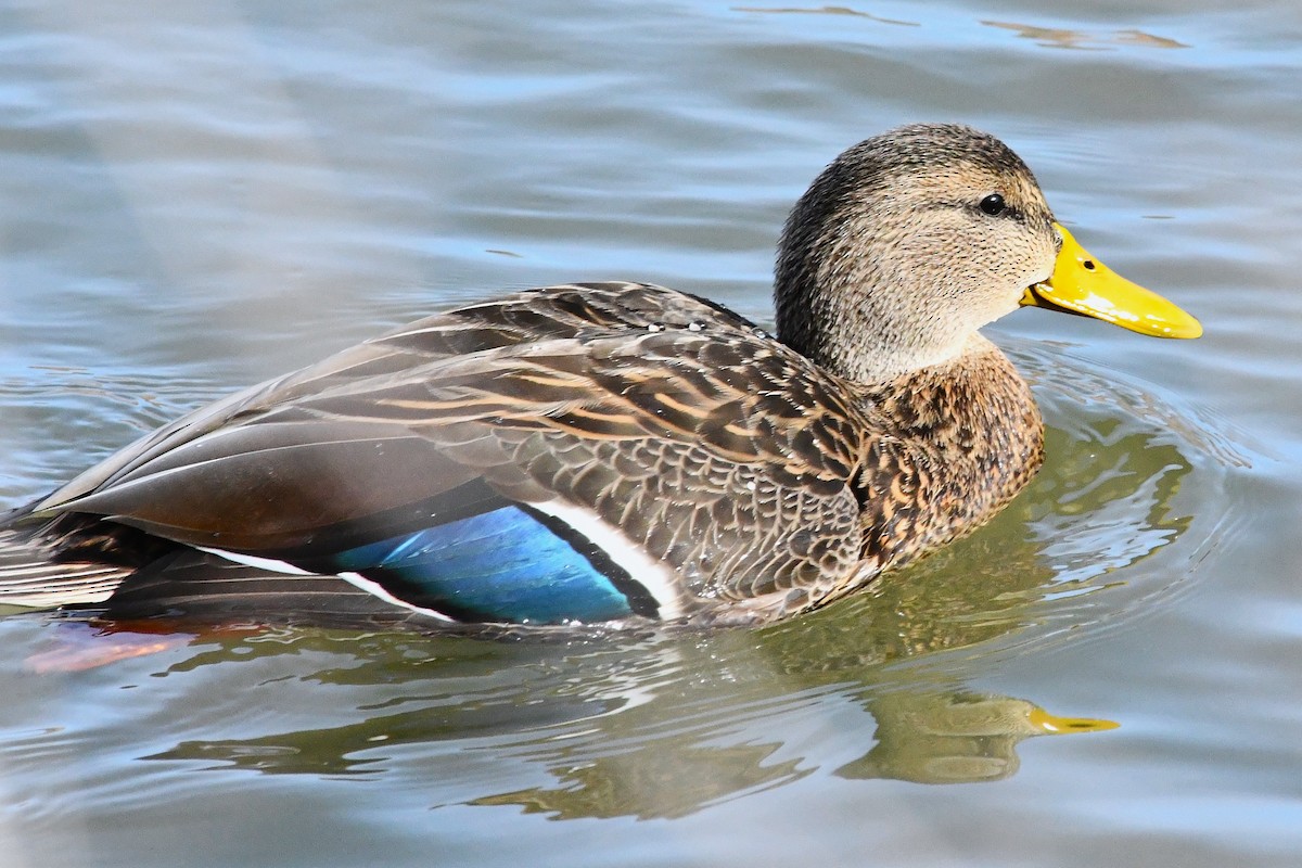 Mexican Duck - ML646025352