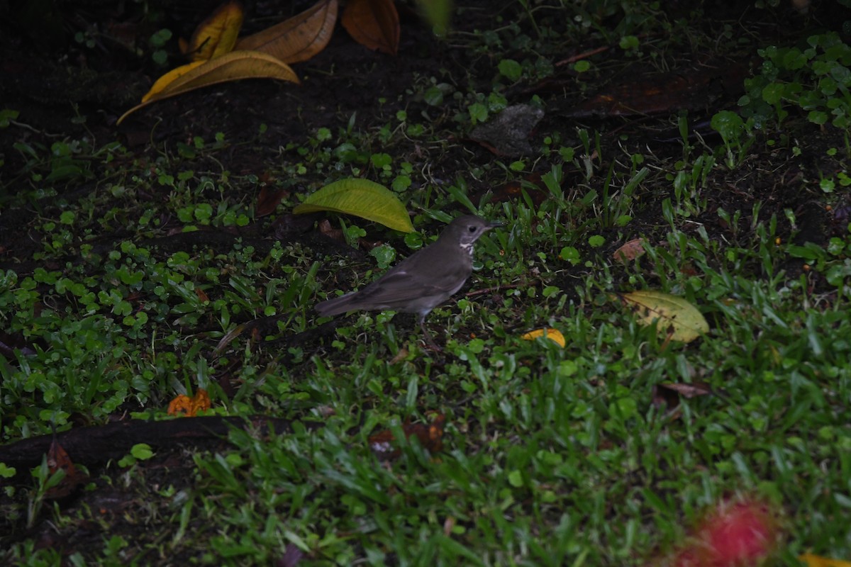 Grauwangen-Musendrossel - ML646025354