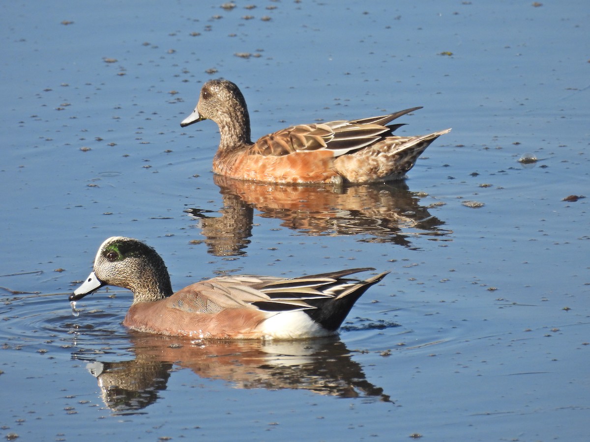 hvízdák americký - ML646025355