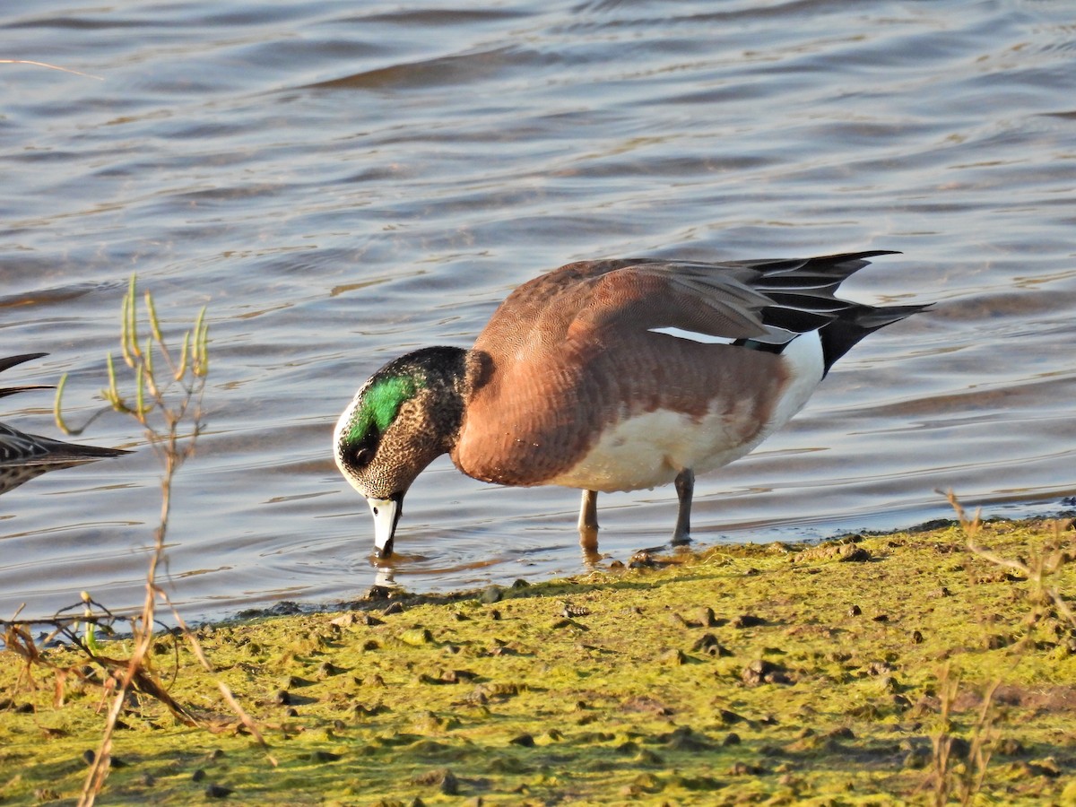 hvízdák americký - ML646025356