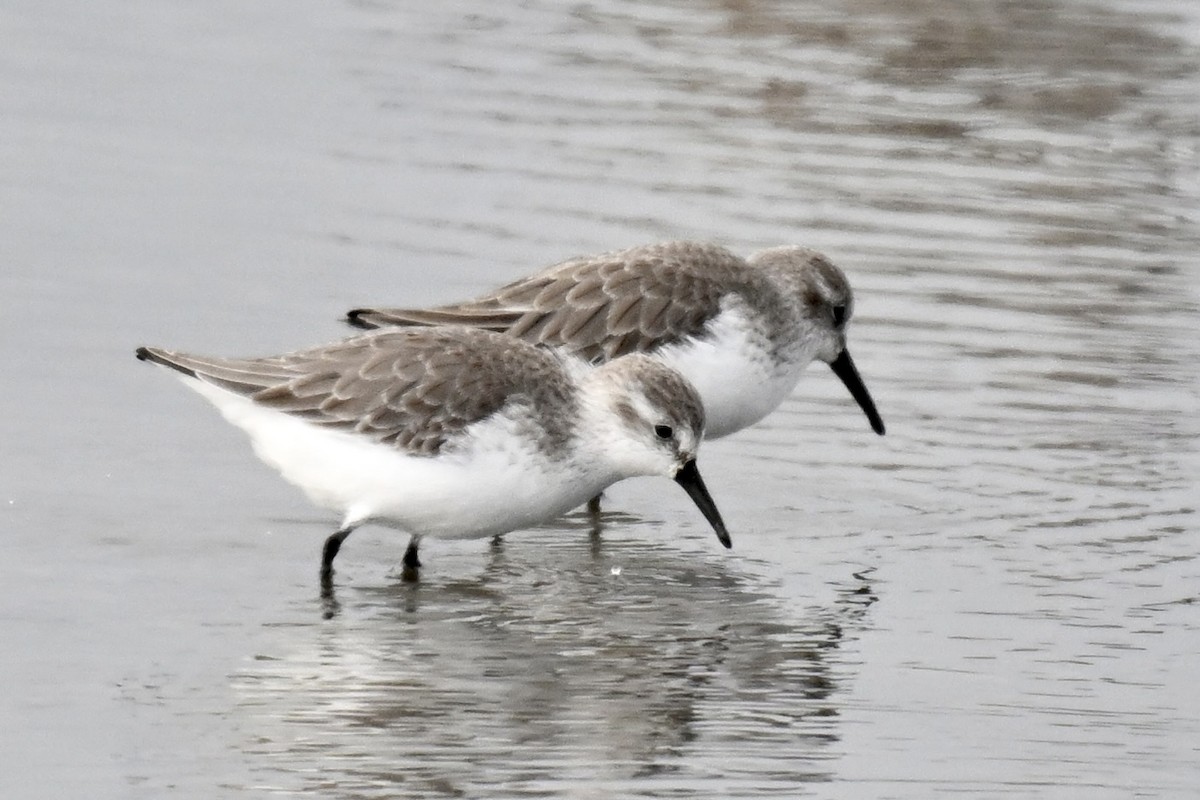 Western Sandpiper - ML646025360