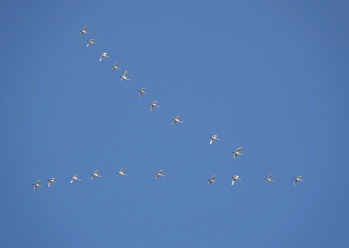 Trumpeter Swan - ML646025365