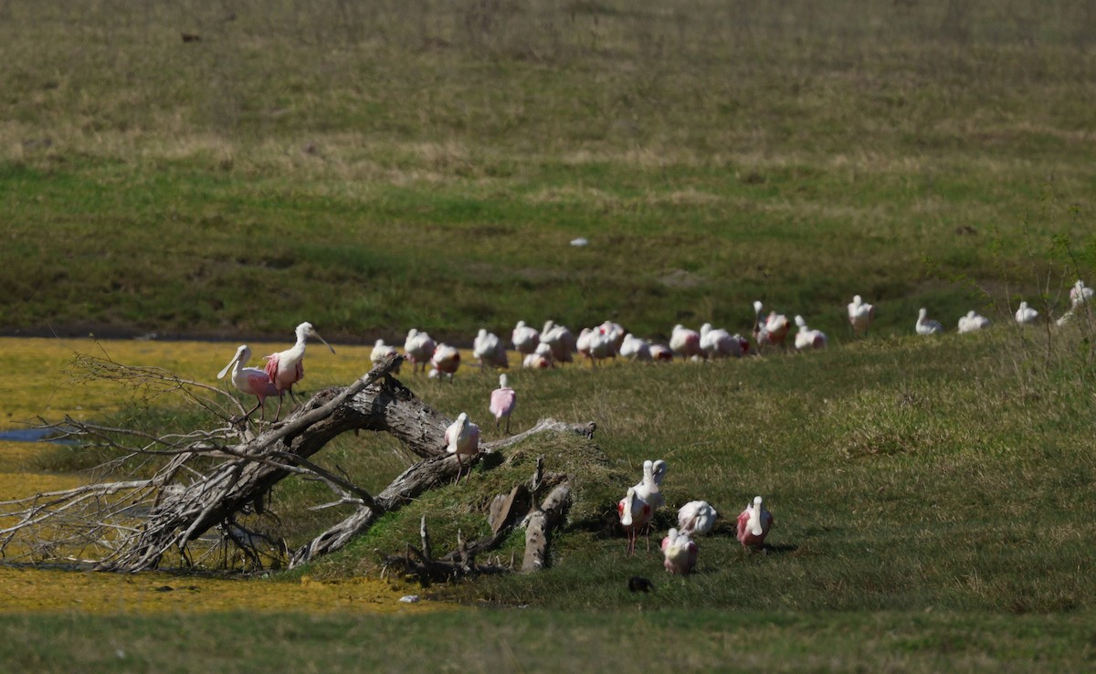 Roseate Spoonbill - ML646025366