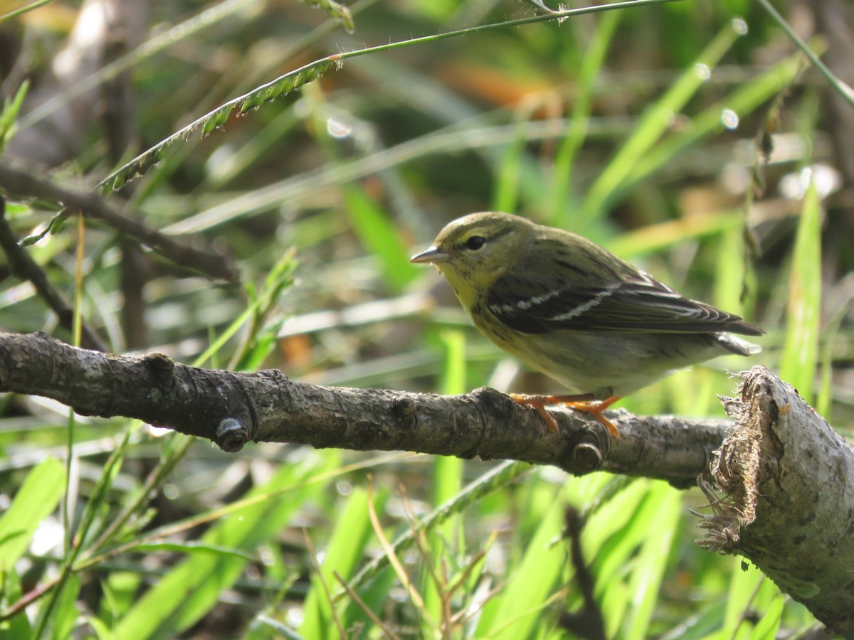 Blackpoll Warbler - ML646025372