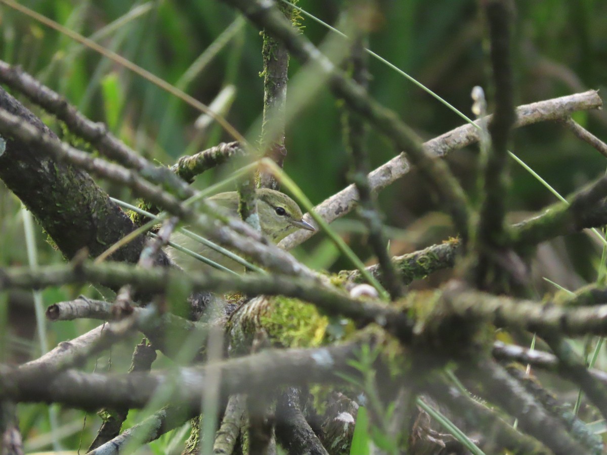 Blackpoll Warbler - ML646025373
