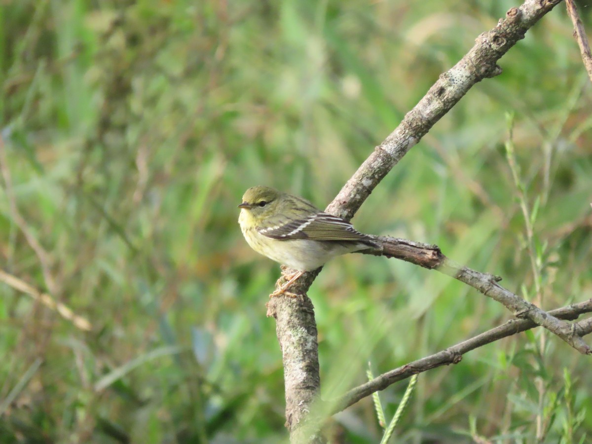 Blackpoll Warbler - ML646025374