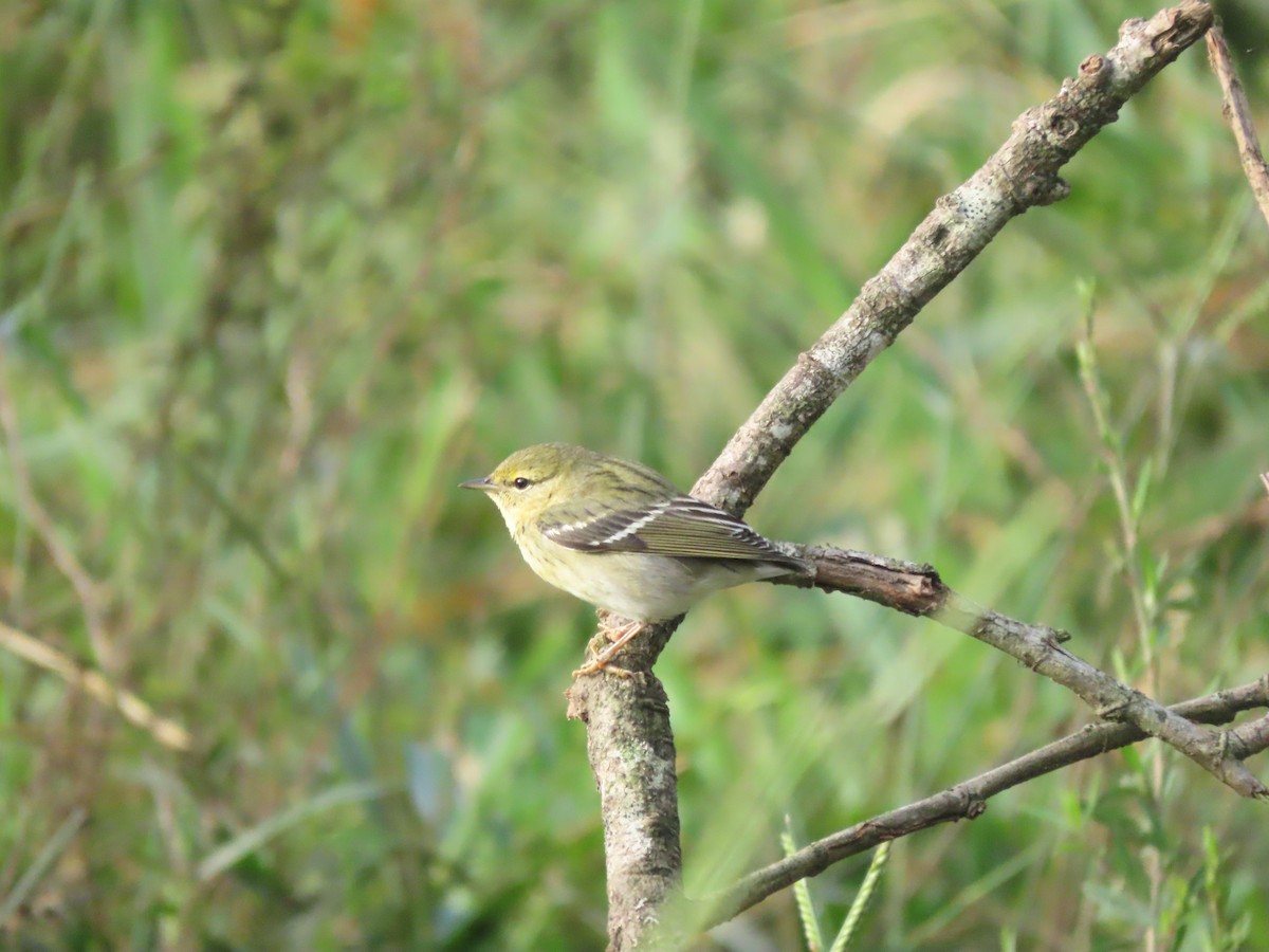Blackpoll Warbler - ML646025375