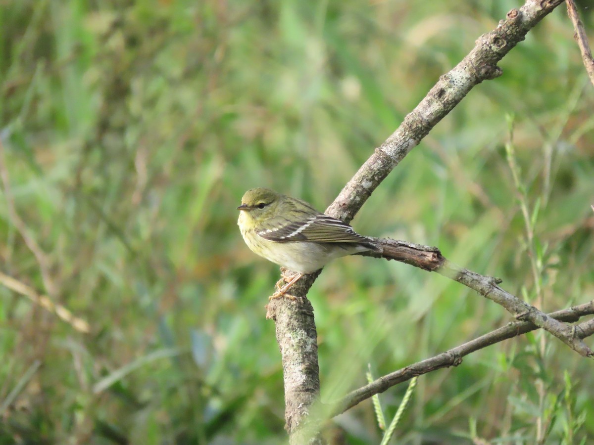 Blackpoll Warbler - ML646025376