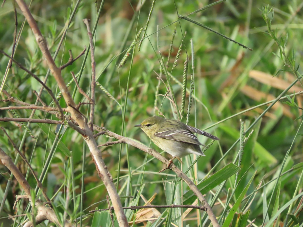 Blackpoll Warbler - ML646025377