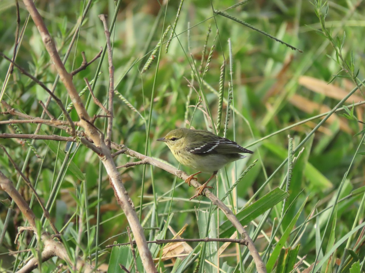 Blackpoll Warbler - ML646025379