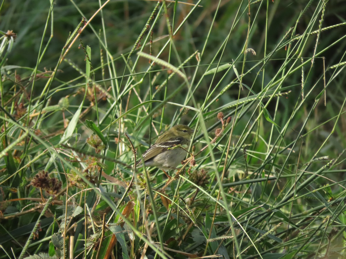 Blackpoll Warbler - ML646025380