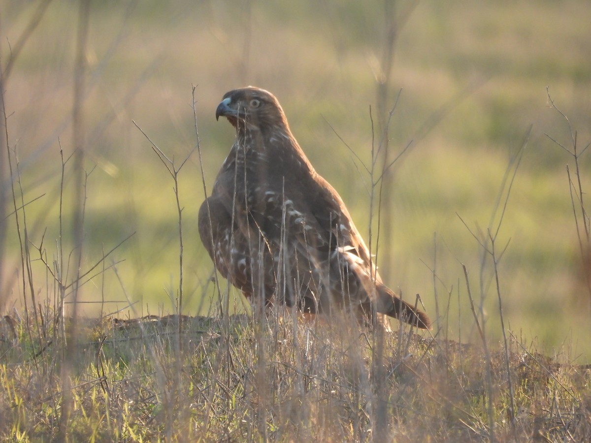 káně rudochvostá - ML646025381