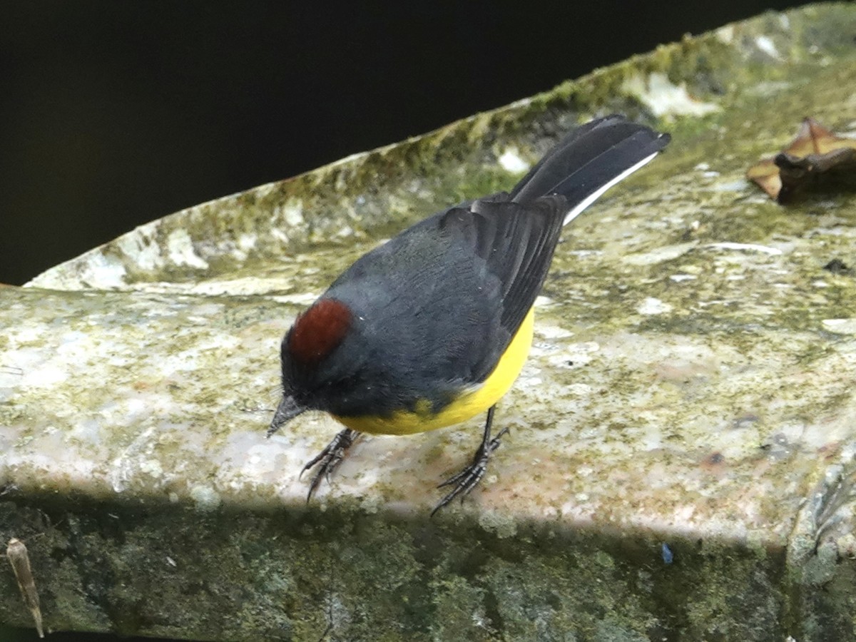 Slate-throated Redstart - ML646025394