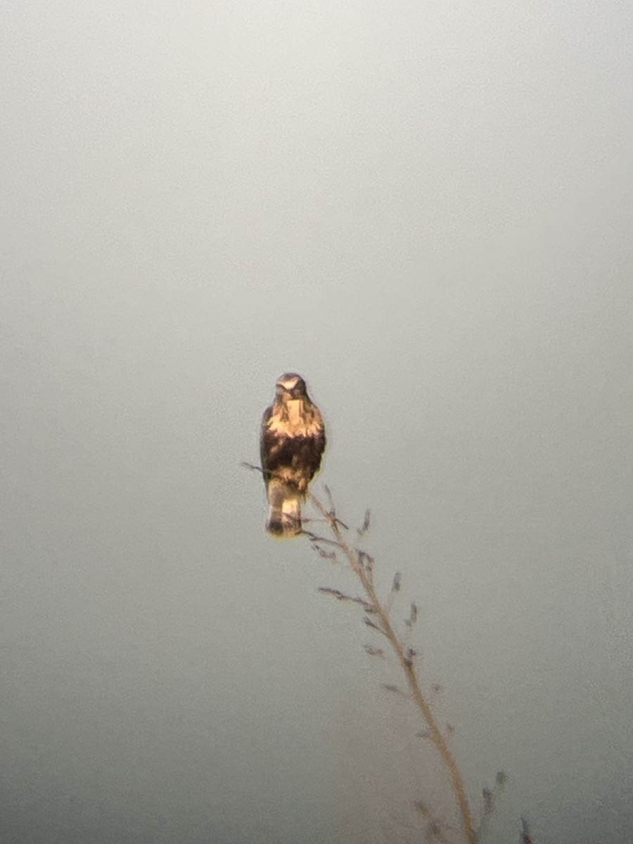 Poiana calzata - ML646025399