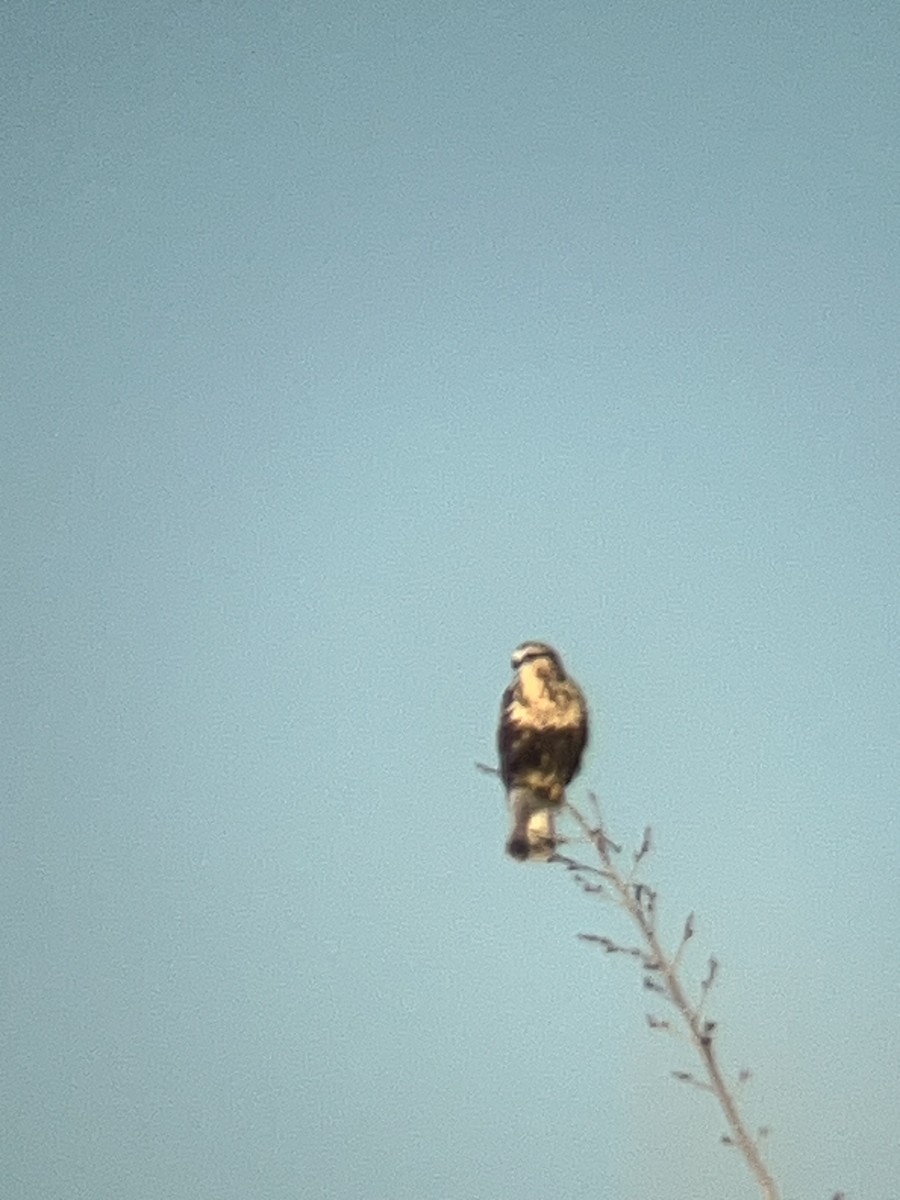 Poiana calzata - ML646025400