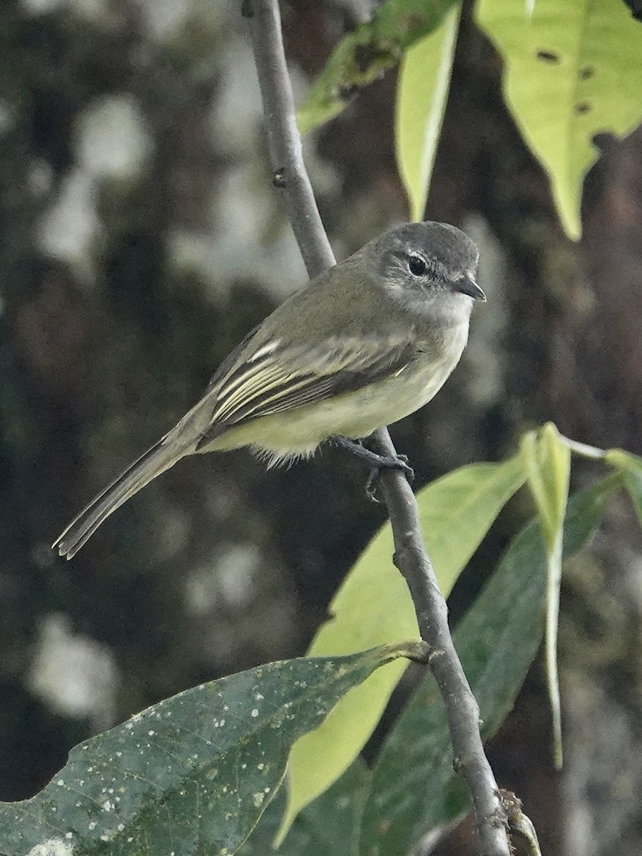 Greenish Elaenia - ML646025402