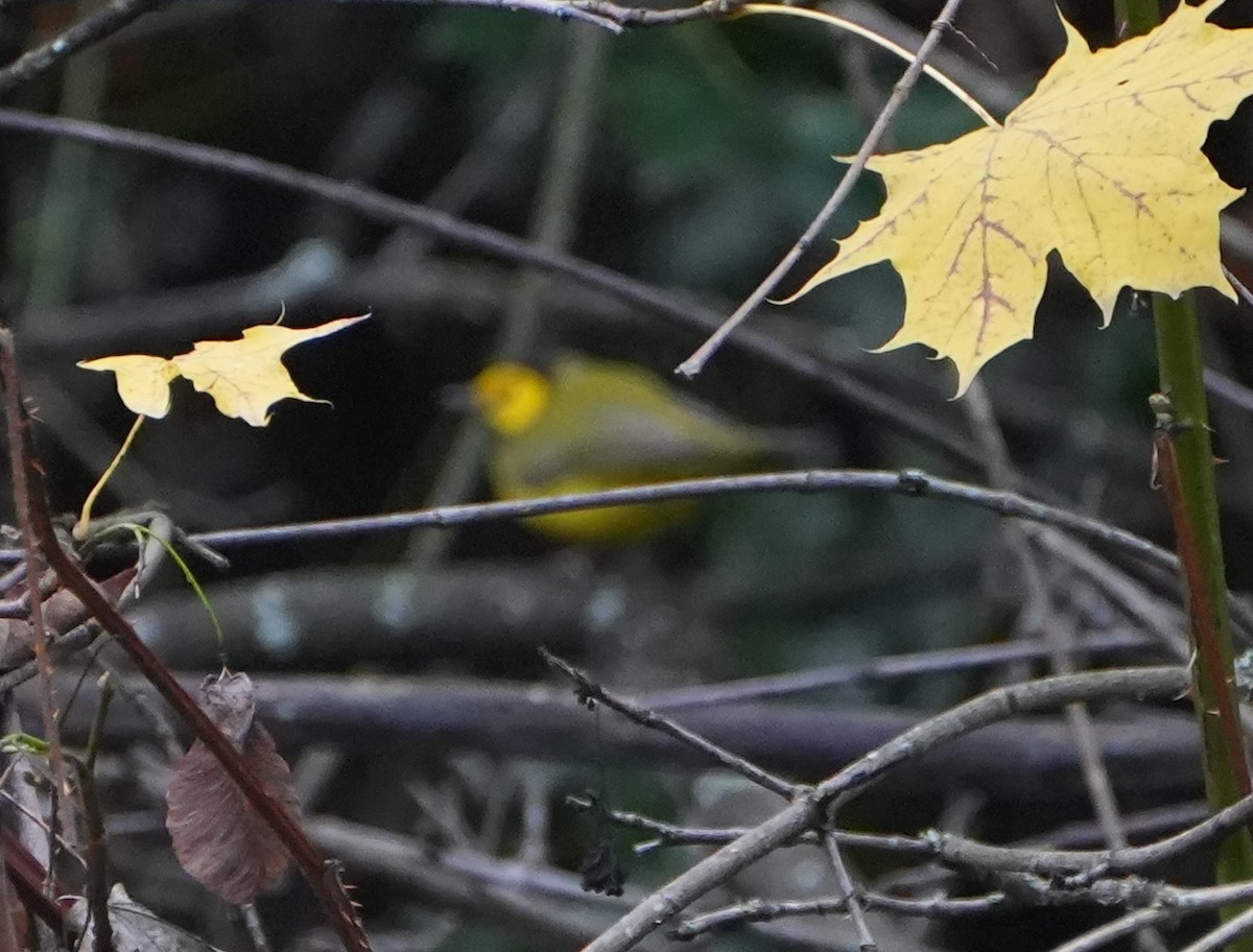 クロズキンアメリカムシクイ - ML646025407