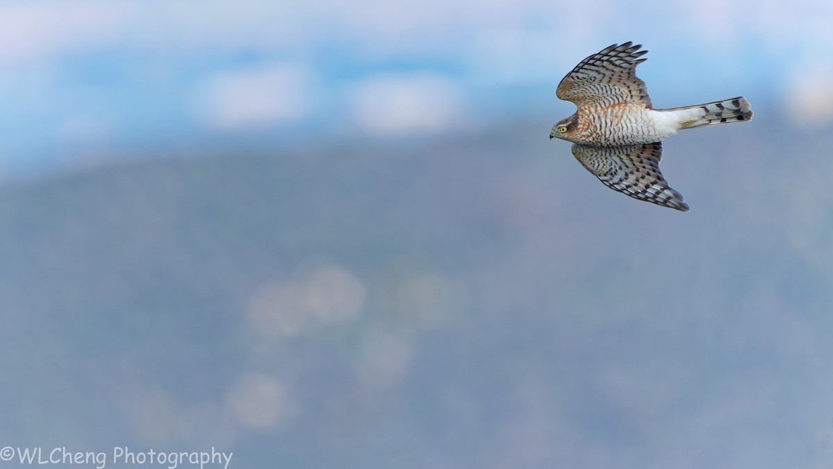 Eurasian Sparrowhawk - ML646025409