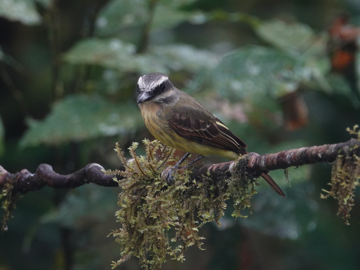 Golden-bellied Flycatcher - ML646025412