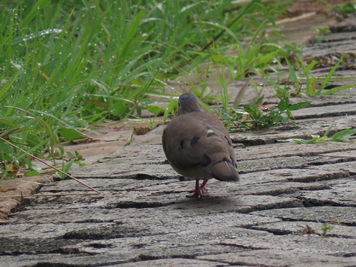 Blue-spotted Wood-Dove - ML646025413