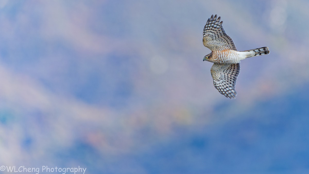 Eurasian Sparrowhawk - ML646025414