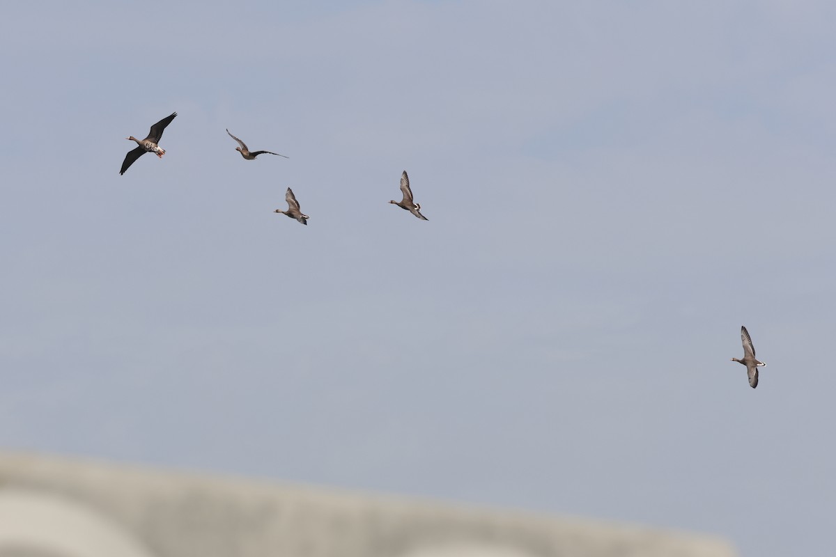 Greater White-fronted Goose - ML646025417
