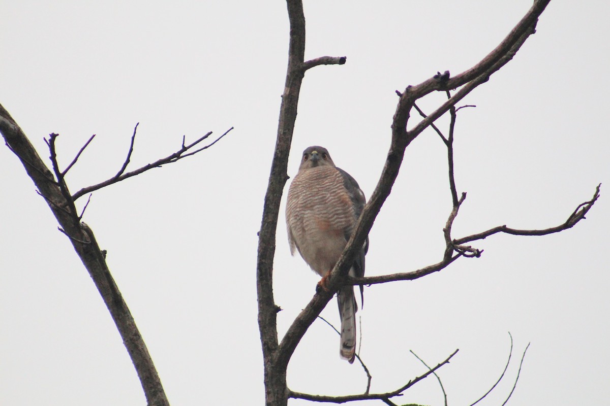 Shikra - ML646025420