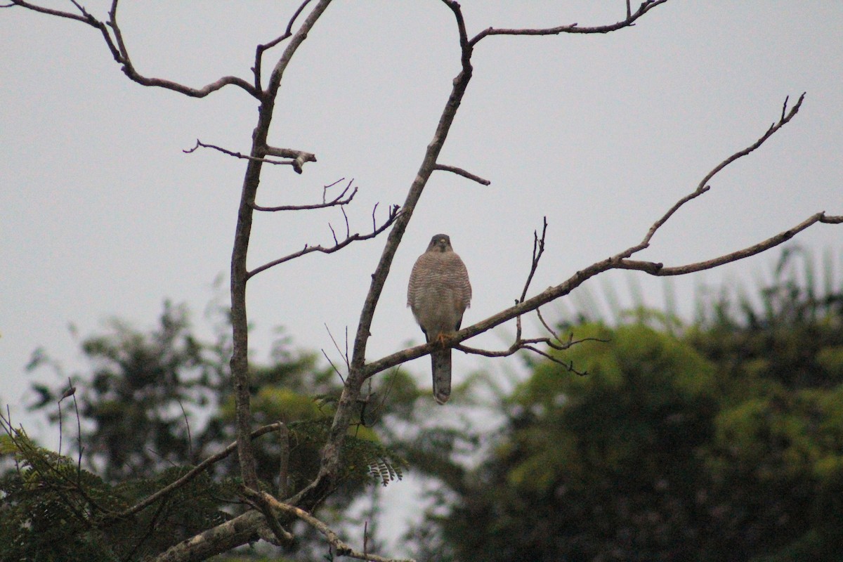 Shikra - ML646025422