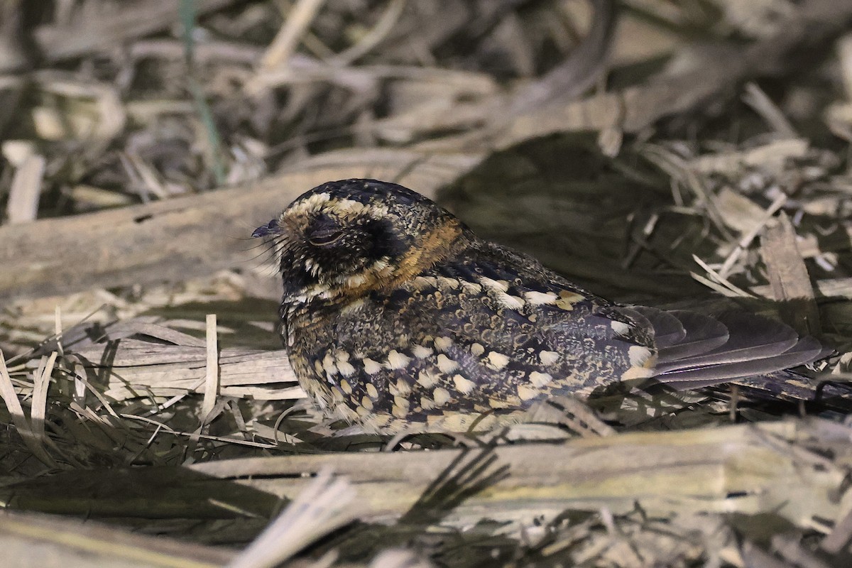 Spot-tailed Nightjar - ML646025424