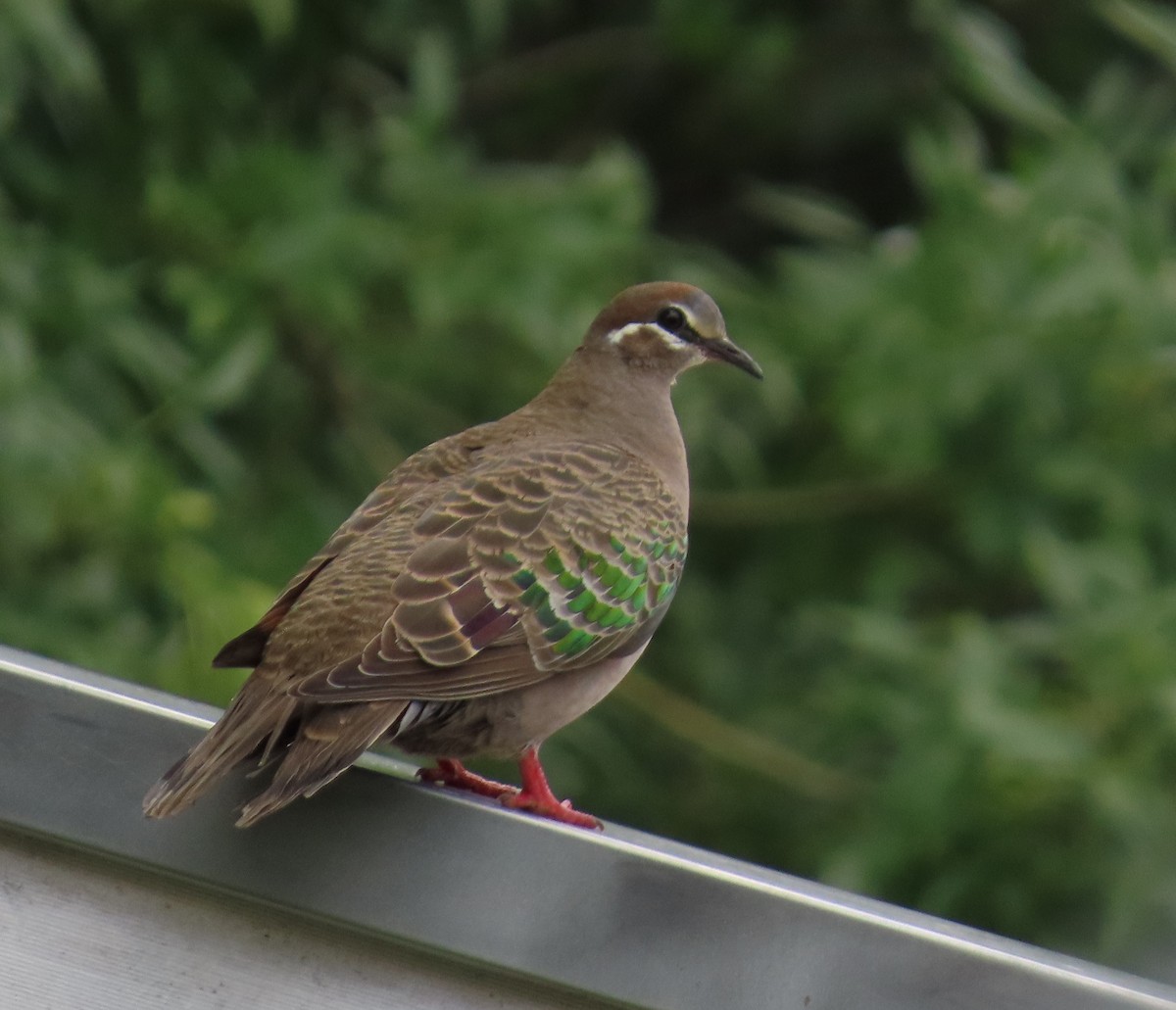 Common Bronzewing - ML646025426
