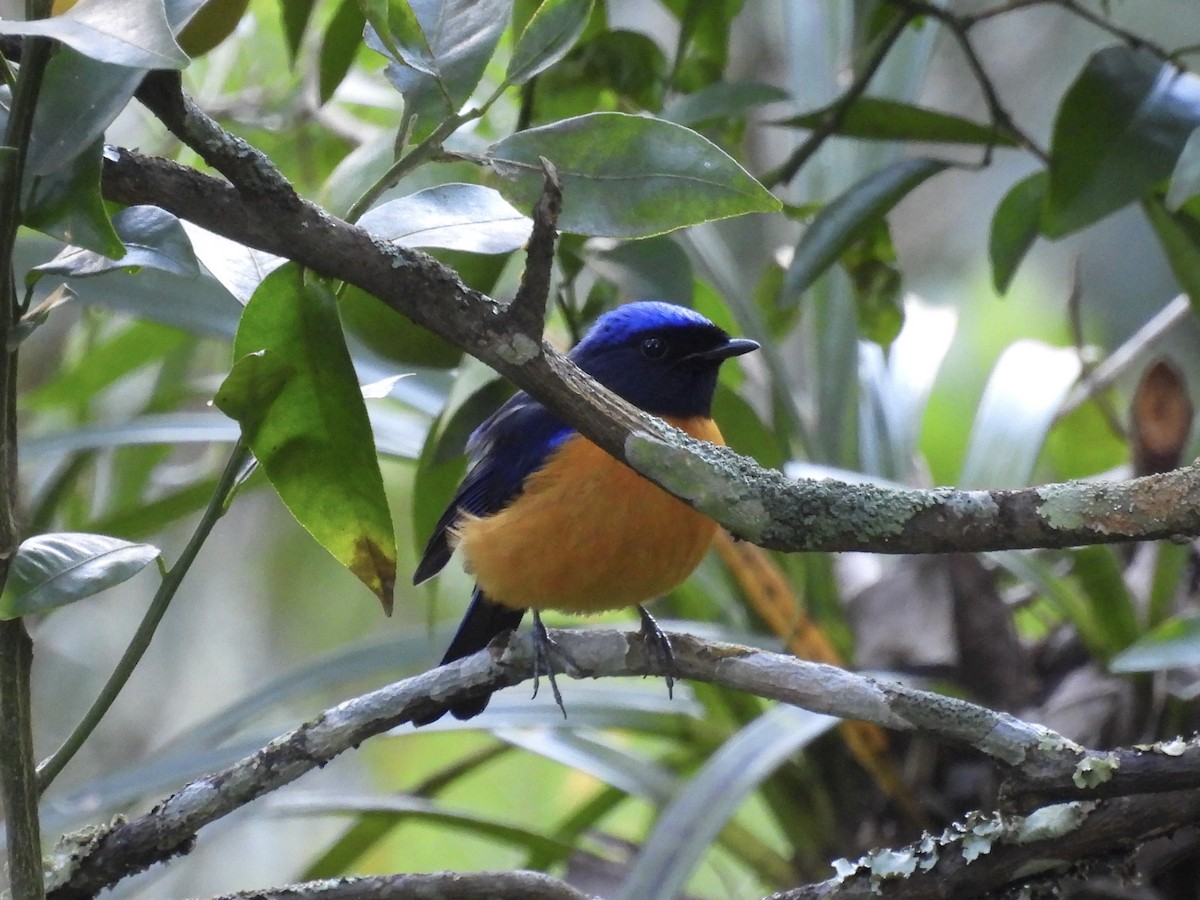 Rufous-bellied Niltava - ML646025428