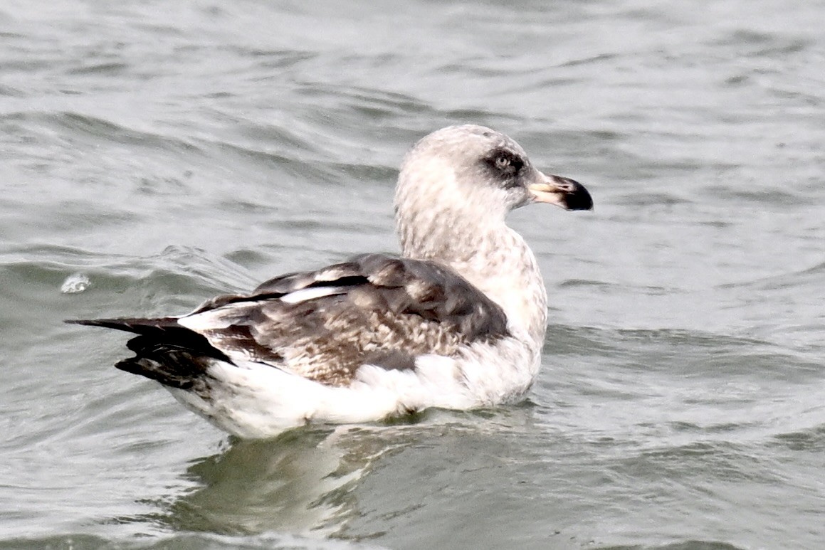 Western Gull - ML646025430