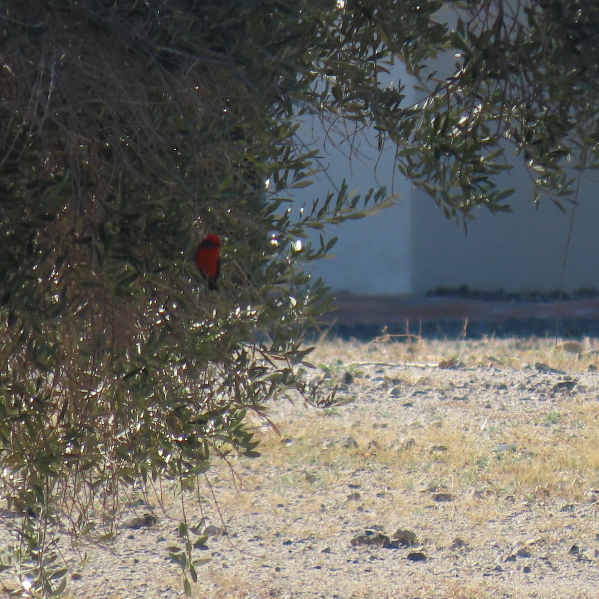 Vermilion Flycatcher - ML646025431