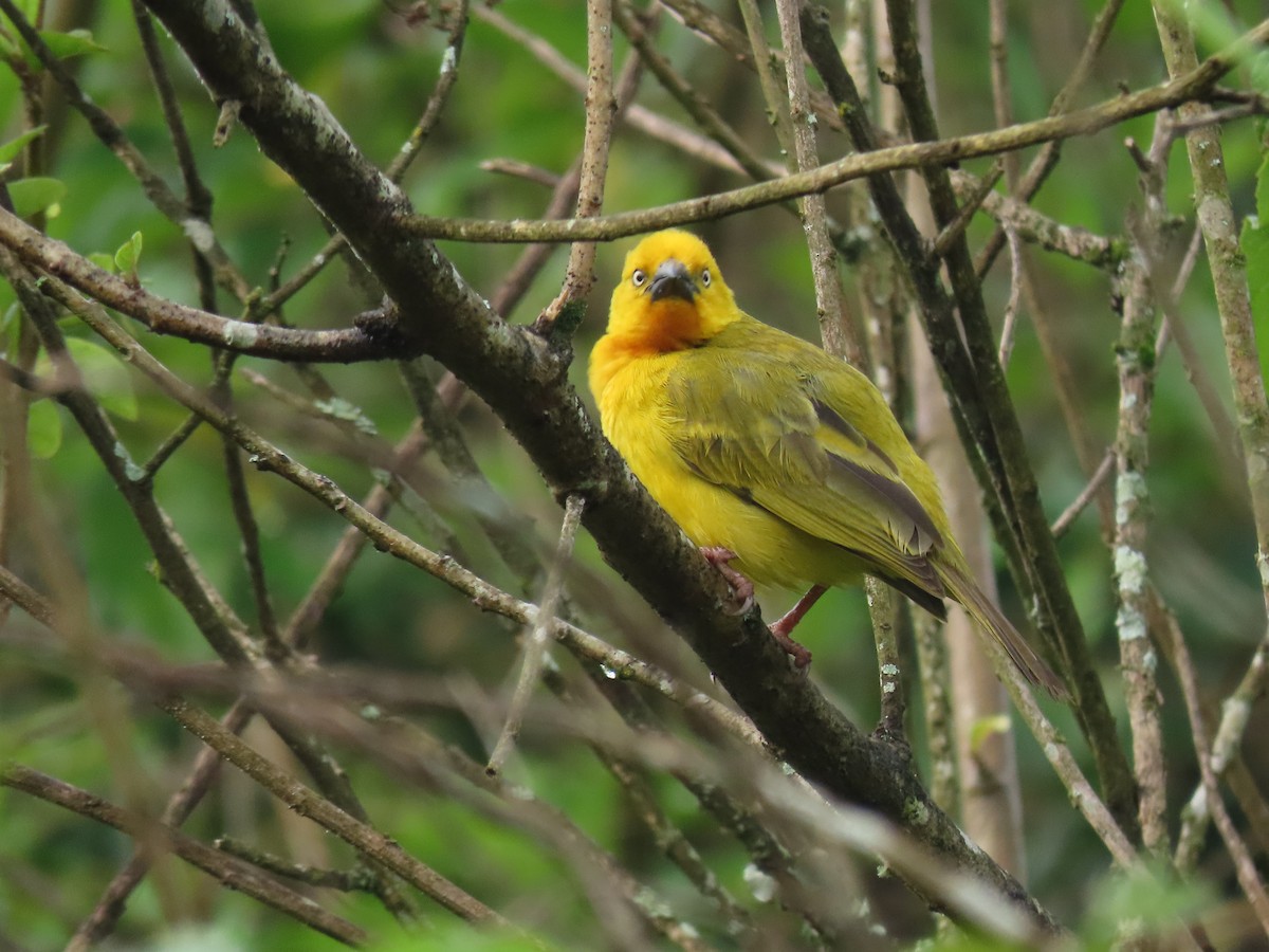 Holub's Golden-Weaver - ML646025432